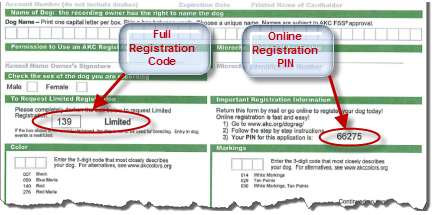 can you show a dog with limited akc registration