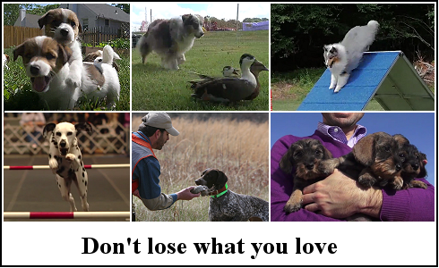 Don't Lose What You Love